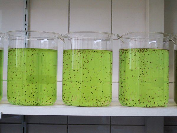 Bild von mehereren Behältern in denen Daphnien gezüchtet werden.